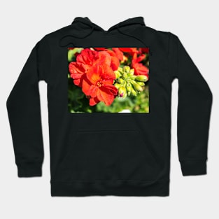 Summer flower colours Hoodie